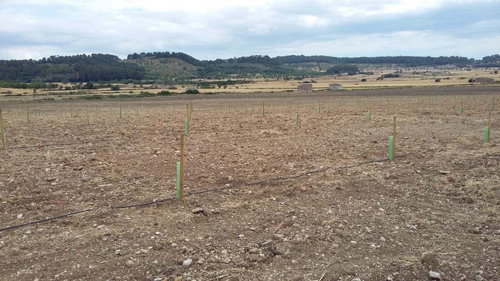 mil nou-centes llestes